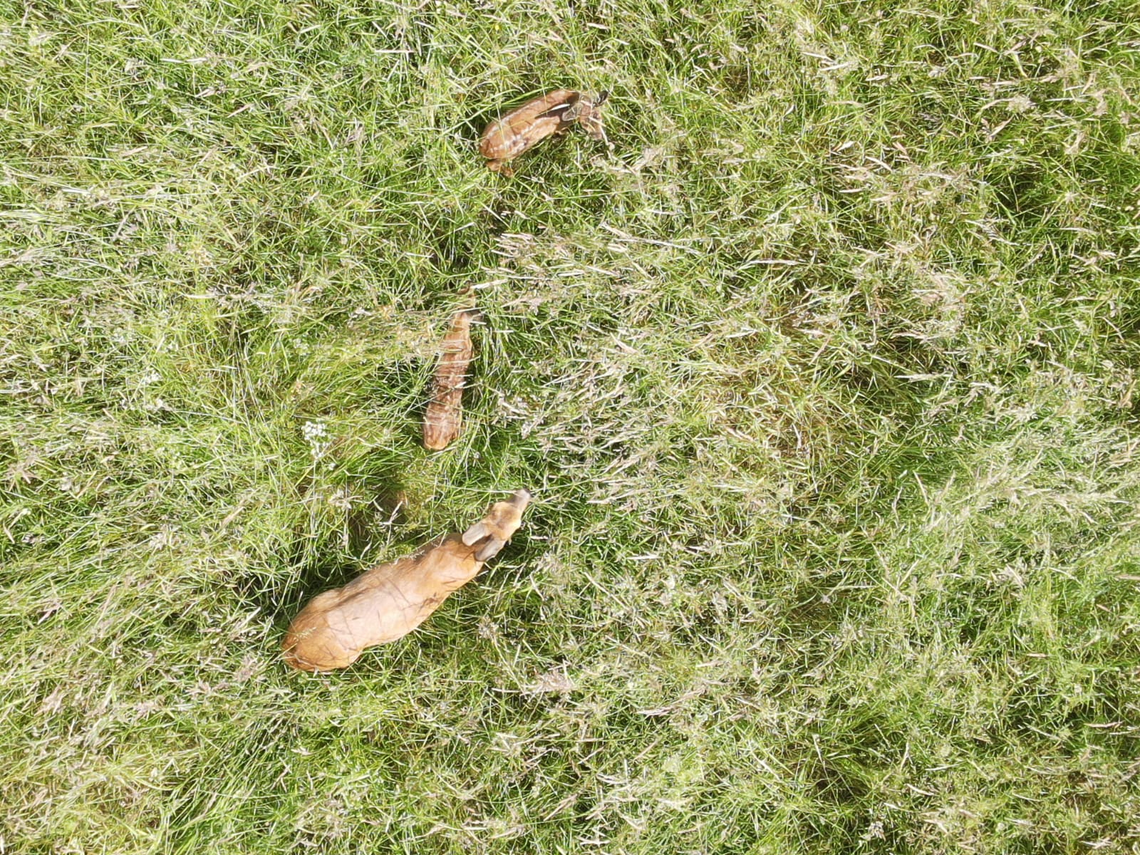 Kitzretter JV NT Nürtingen - Geiß mit 2 Kitzen von Drohne fotografiert.