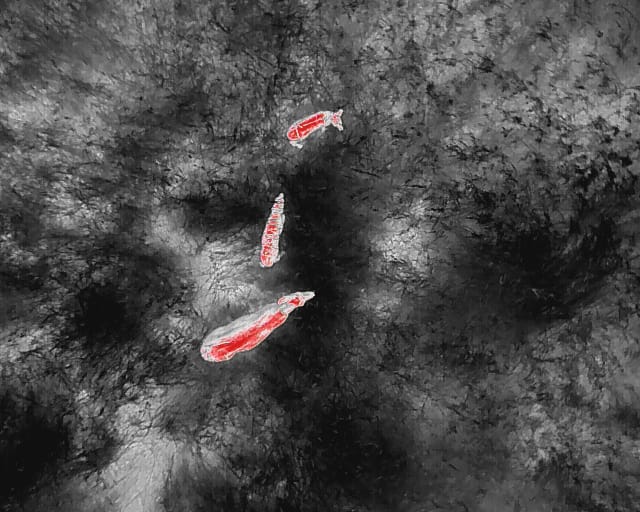 Kitzretter JV NT Nürtingen - Geiß mit 2 Kitzen von Drohne fotografiert.