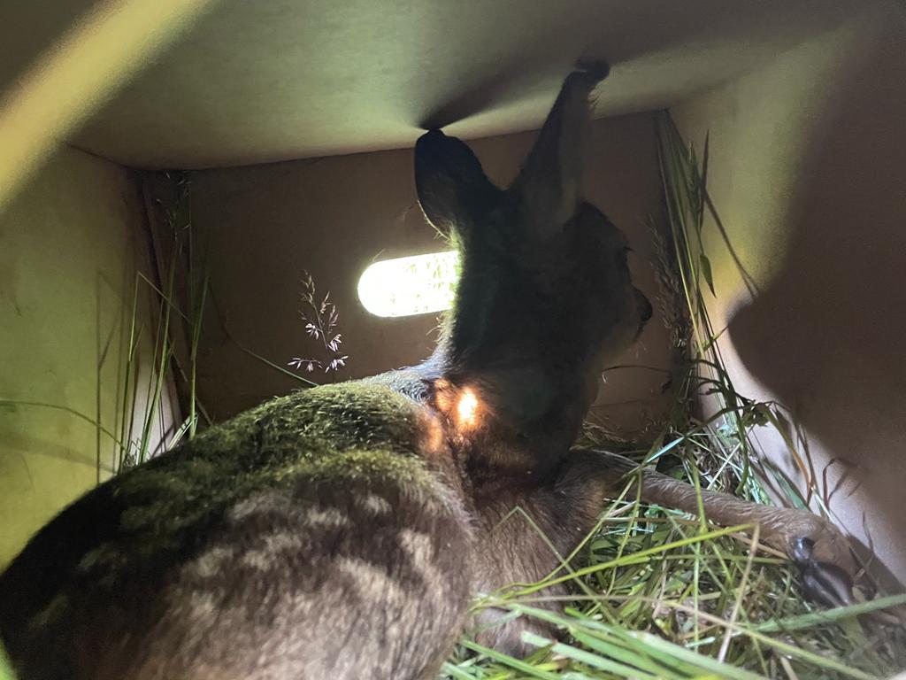 Kitzretter JV NT Nürtingen - Gerettetes Kitz in der Kiste.