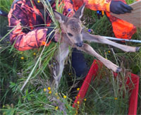 Kitzretter JV NT Nürtingen - Gerettetes Kitz wird in die Kiste gesetzt.