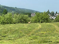 Kitzretter JV NT Nürtingen - Gerettetes Kitz säugt bei der Geiß. 